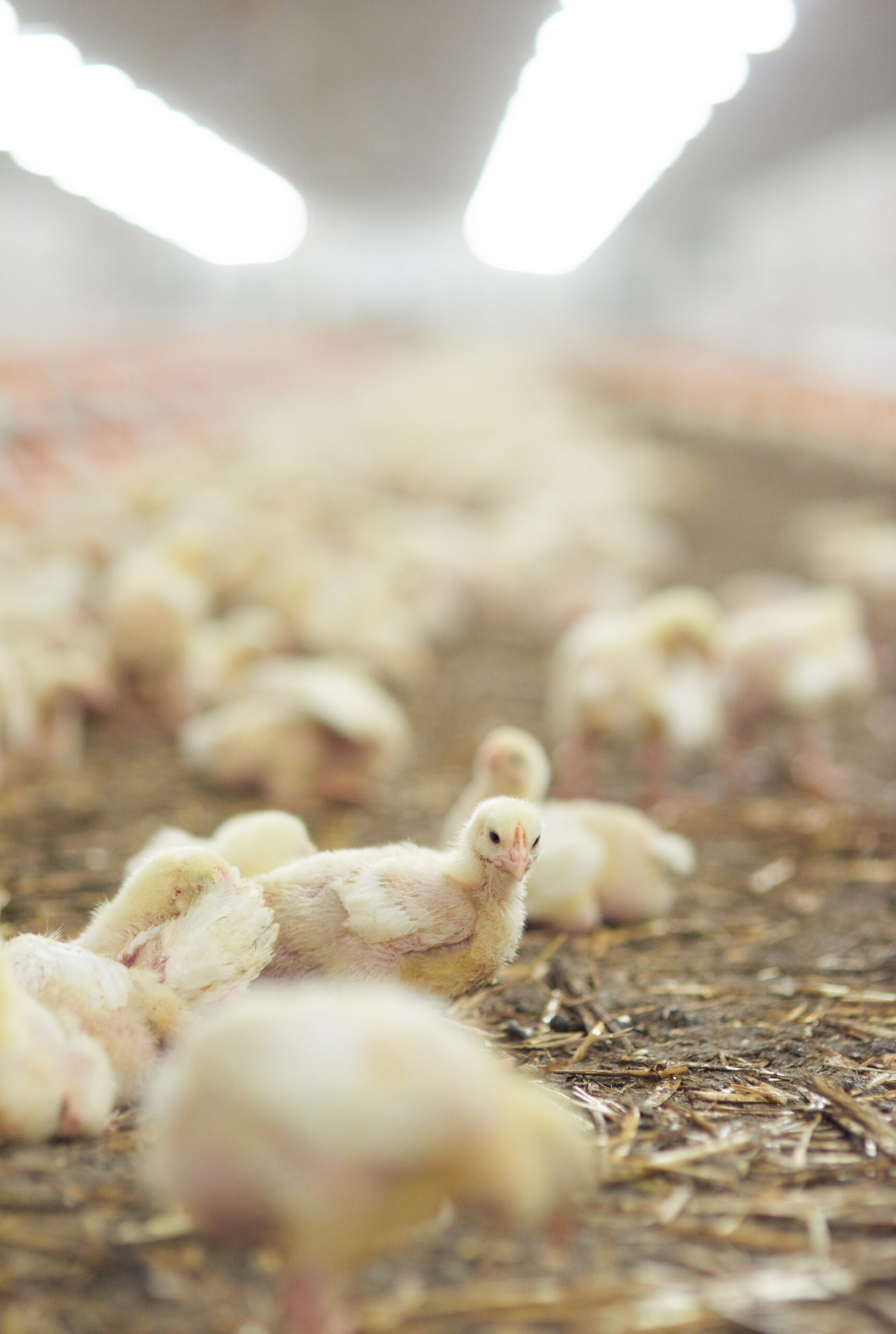 Poultry farms